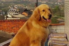 金毛和姐姐娱乐吃瓜酱,娱乐吃瓜酱的趣味日常